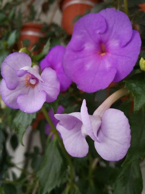  - Achimenes 2017