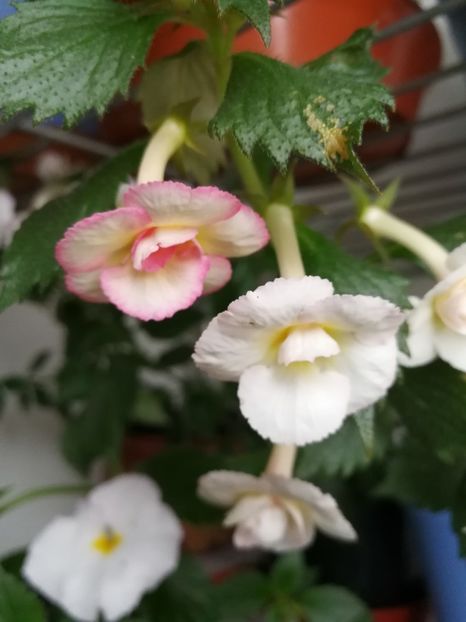  - Achimenes 2017