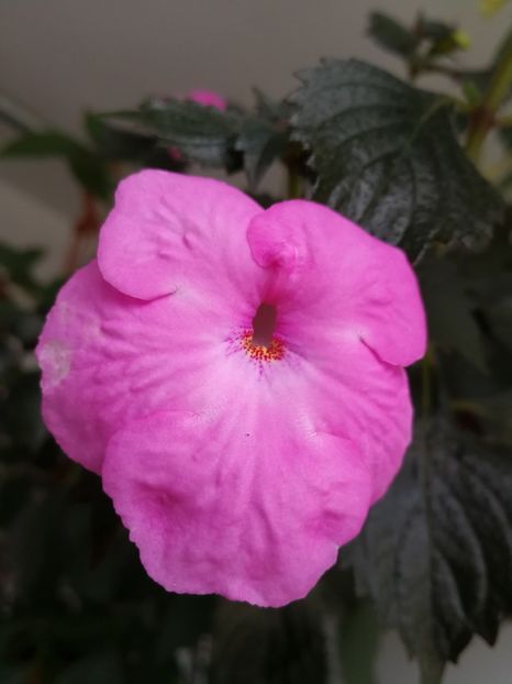  - Achimenes 2017