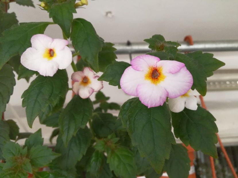  - Achimenes 2017