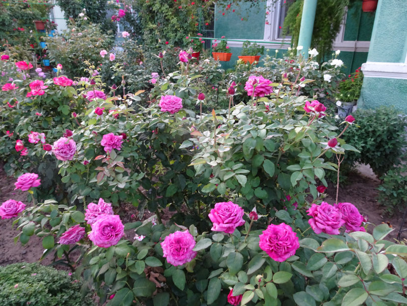 3 sept - Claude Brasseur