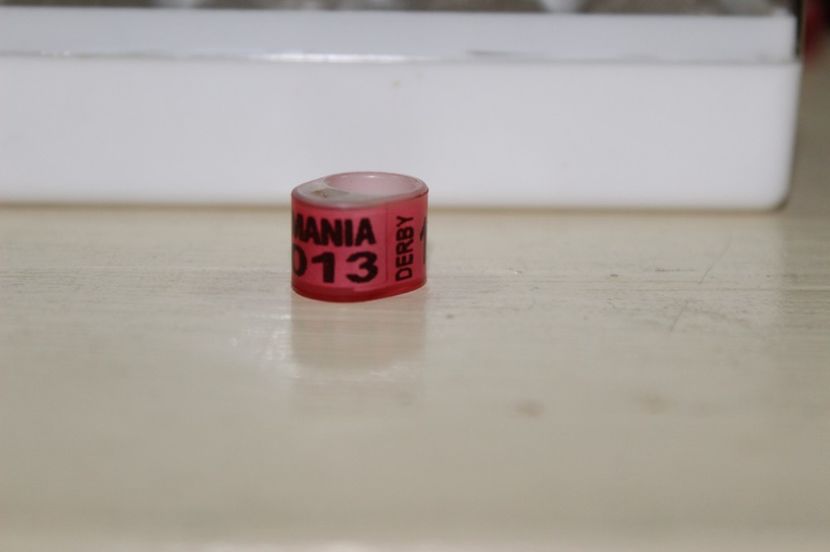 ROMANIA DERBY 2O13    (12   buc) - INELE PENTRU SCHIMB csere gyuru