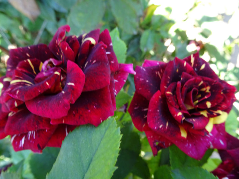 3 sept - Dimov nr 19 Hocus Pocus