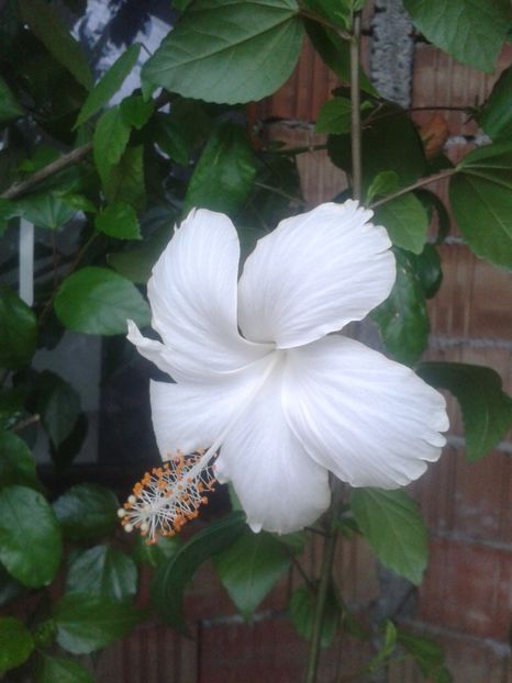 Dainty White - Dainty White sau Swan Lake