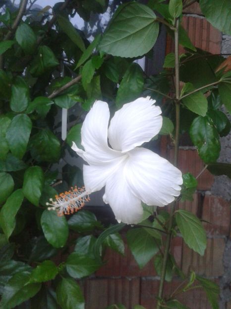 Dainty White - Dainty White sau Swan Lake