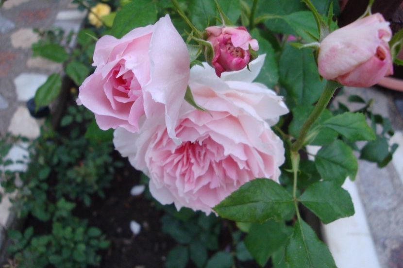  - The Wedgewood Rose