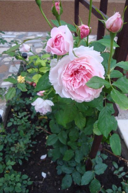  - The Wedgewood Rose