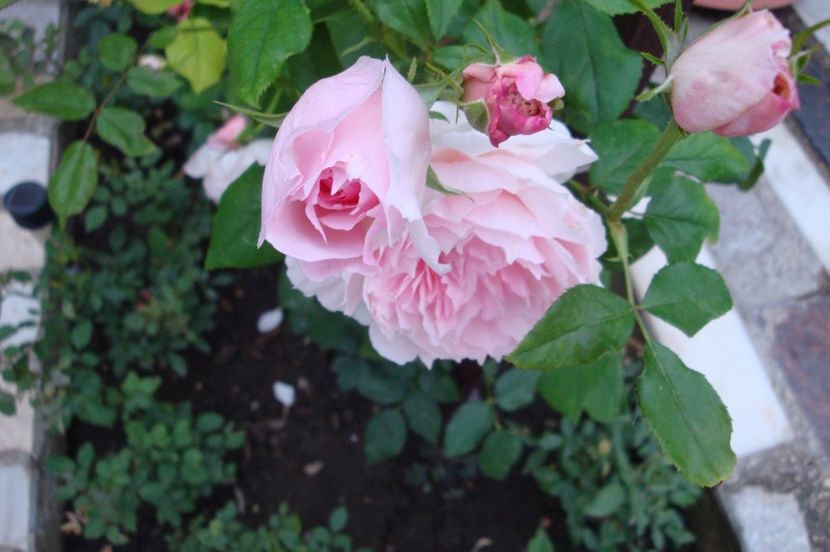  - The Wedgewood Rose