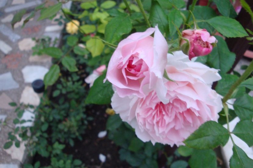  - The Wedgewood Rose