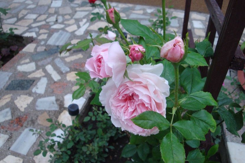  - The Wedgewood Rose