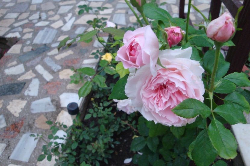  - The Wedgewood Rose