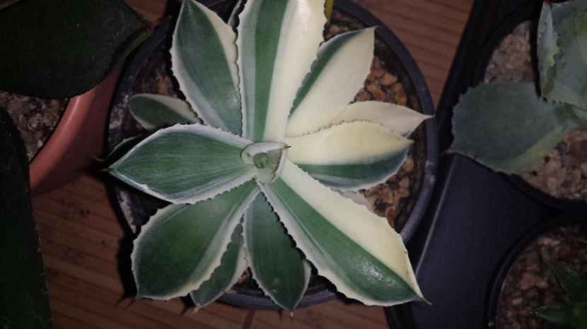 Agave Kichjiokan Sectoral Variegated 300 - Vandute