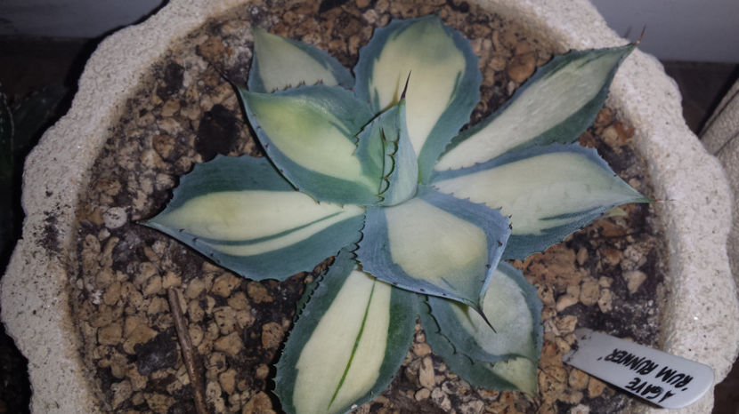 Agave Potatorum Rum Runner 70 euro transport inclus in Franta - Vandute