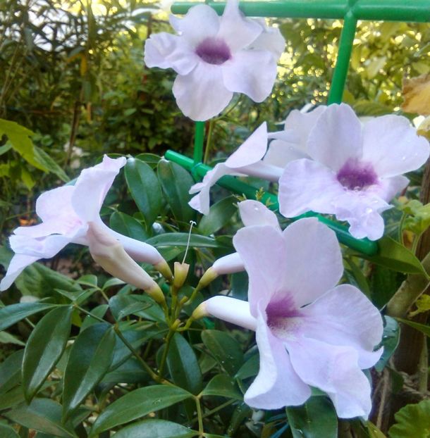 Pandora jasminoida - Plante disponibile