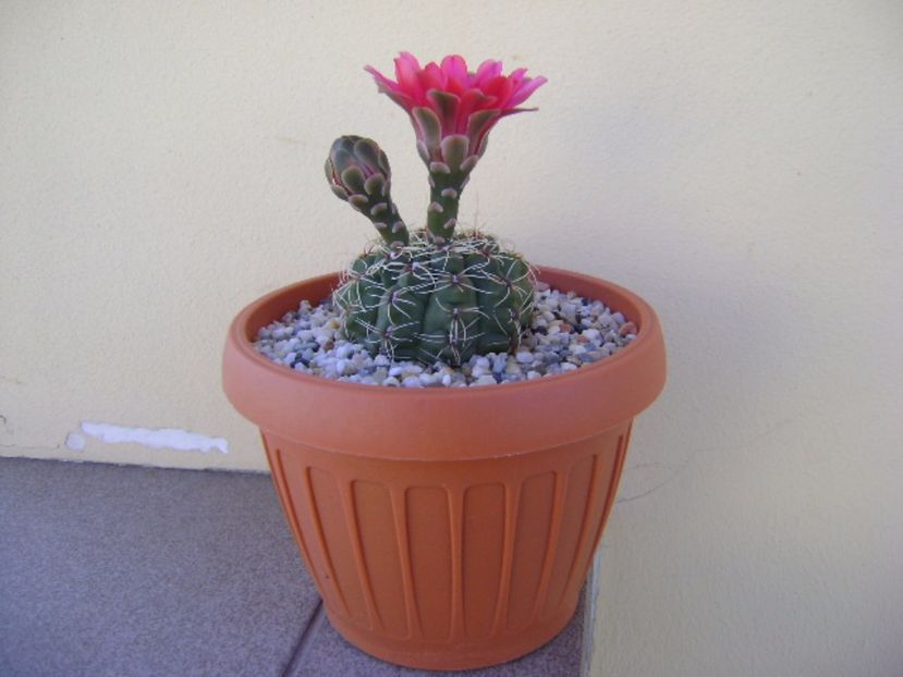Gymnocalycium baldianum - Cactusi 2017 Gymnocalycium