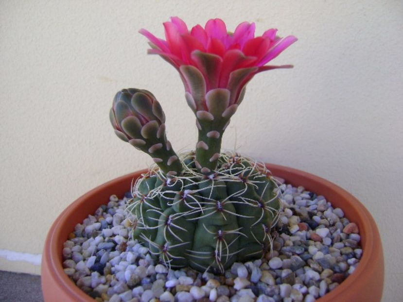 Gymnocalycium baldianum - Cactusi 2017 Gymnocalycium