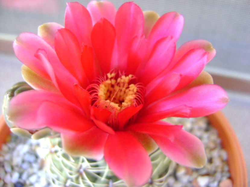 Gymnocalycium baldianum - Cactusi 2017 Gymnocalycium