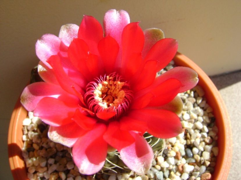 Gymnocalycium baldianum - Cactusi 2017 Gymnocalycium