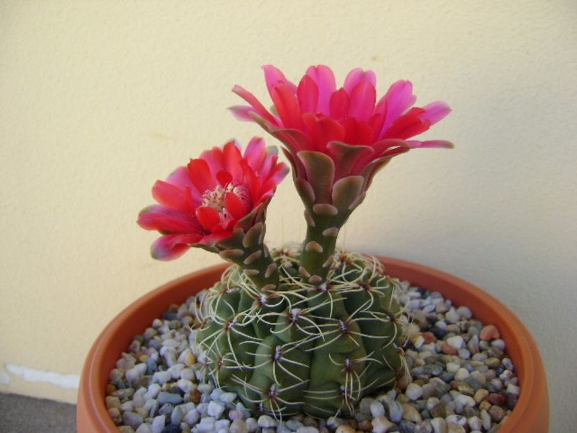 Gymnocalycium baldianum - Cactusi 2017 Gymnocalycium
