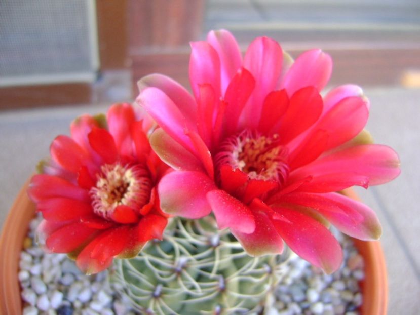 Gymnocalycium baldianum - Cactusi 2017 Gymnocalycium