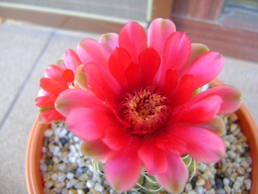 Gymnocalycium baldianum - Cactusi 2017 Gymnocalycium