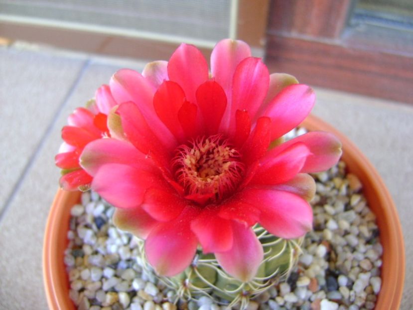 Gymnocalycium baldianum - Cactusi 2017 Gymnocalycium