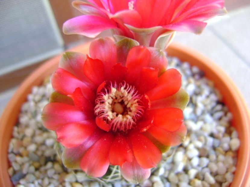 Gymnocalycium baldianum - Cactusi 2017 Gymnocalycium
