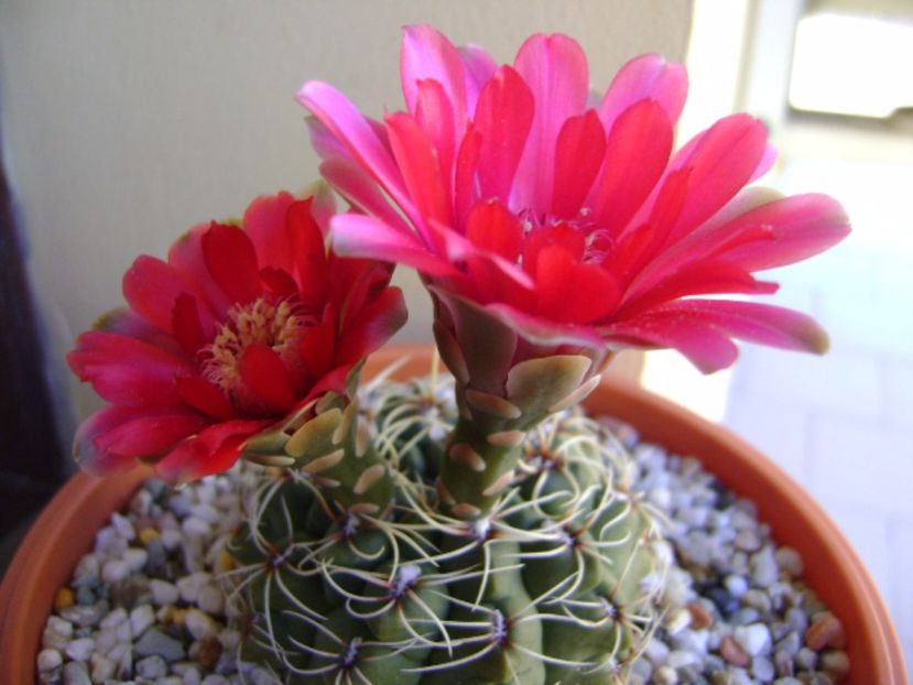 Gymnocalycium baldianum - Cactusi 2017 Gymnocalycium