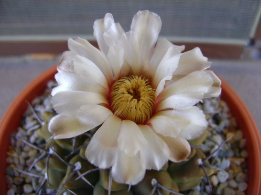 Gymnocalycium vatteri - Cactusi 2017 Gymnocalycium