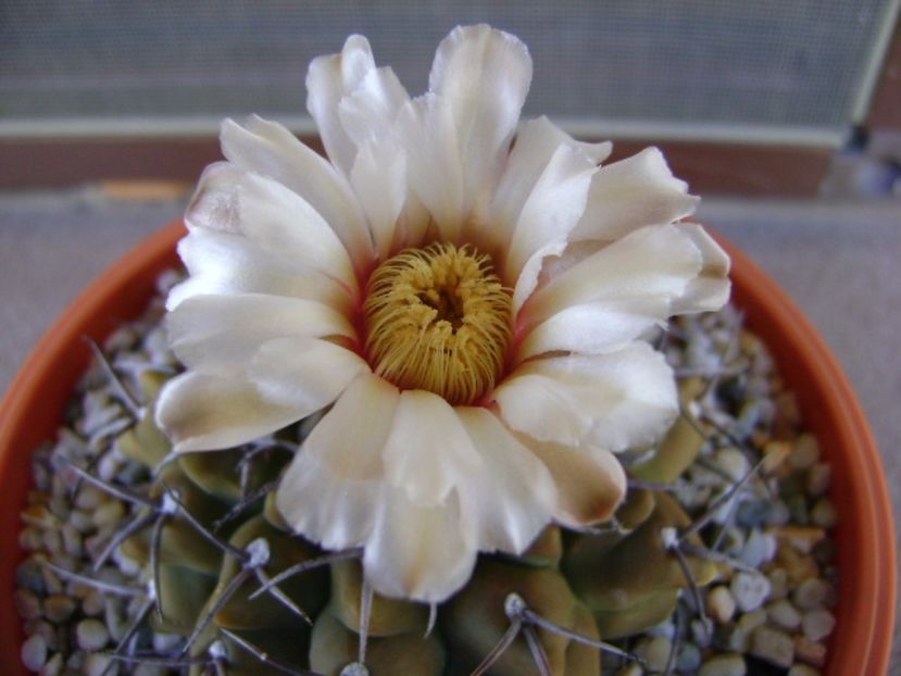 Gymnocalycium vatteri - Cactusi 2017 Gymnocalycium