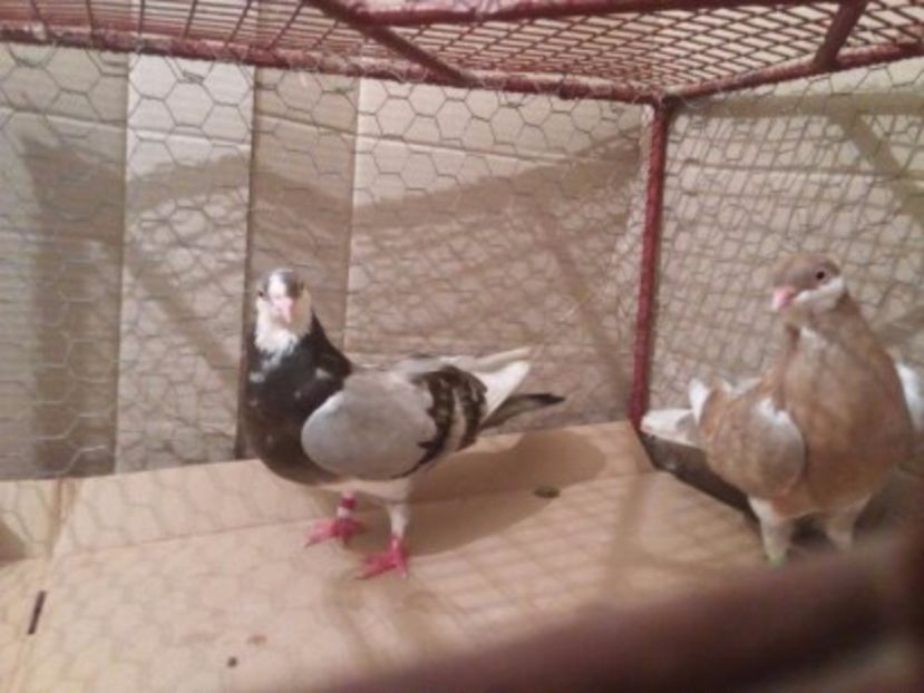  - Jucatori de Galati