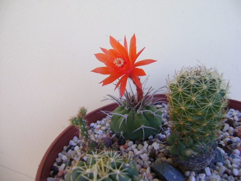 Matucana madisoniorum - Cactusi 2017 final de an