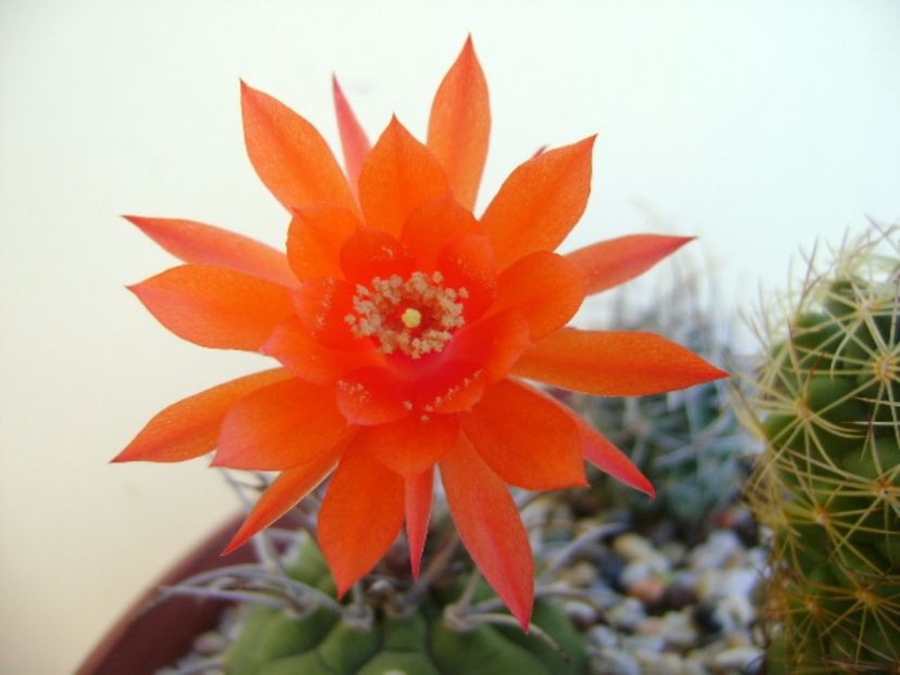 Matucana madisoniorum - Cactusi 2017 final de an