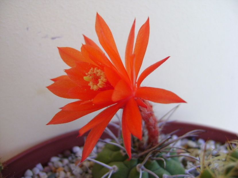 Matucana madisoniorum - Cactusi 2017 final de an