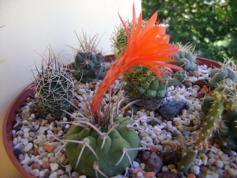 Matucana madisoniorum - Cactusi 2017 final de an