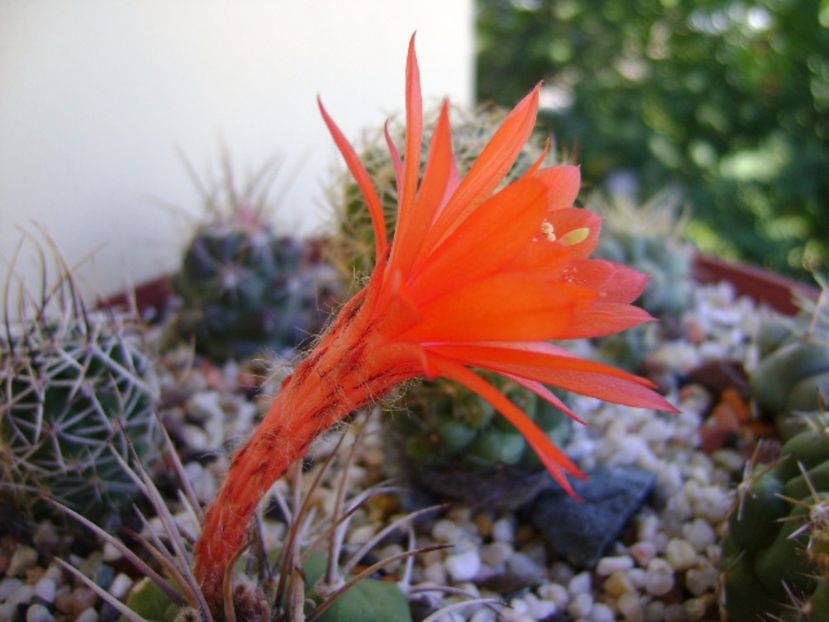 Matucana madisoniorum - Cactusi 2017 final de an