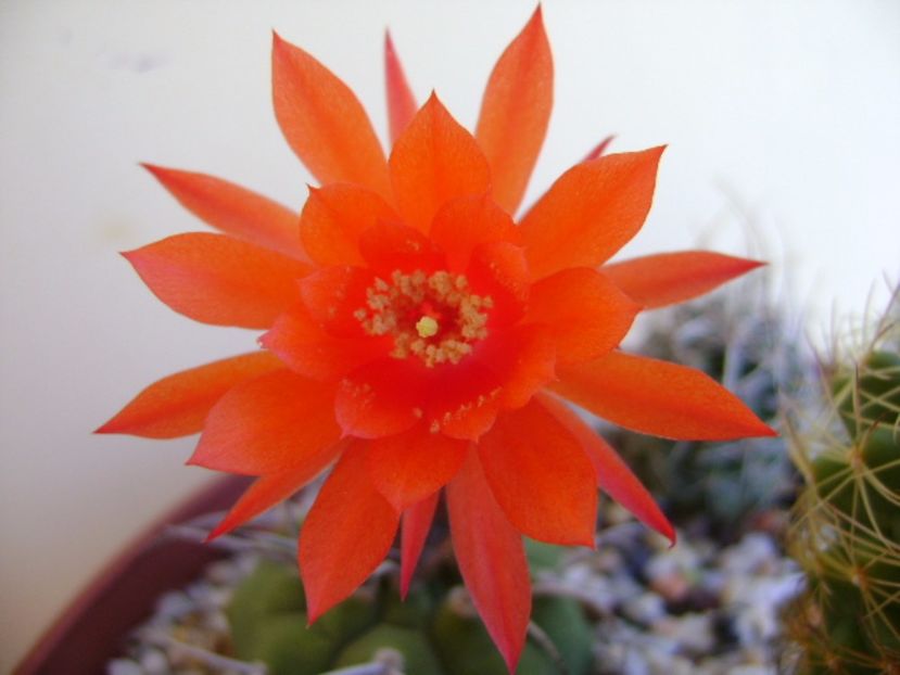 Matucana madisoniorum - Cactusi 2017 final de an