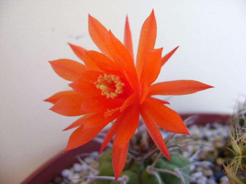 Matucana madisoniorum - Cactusi 2017 final de an