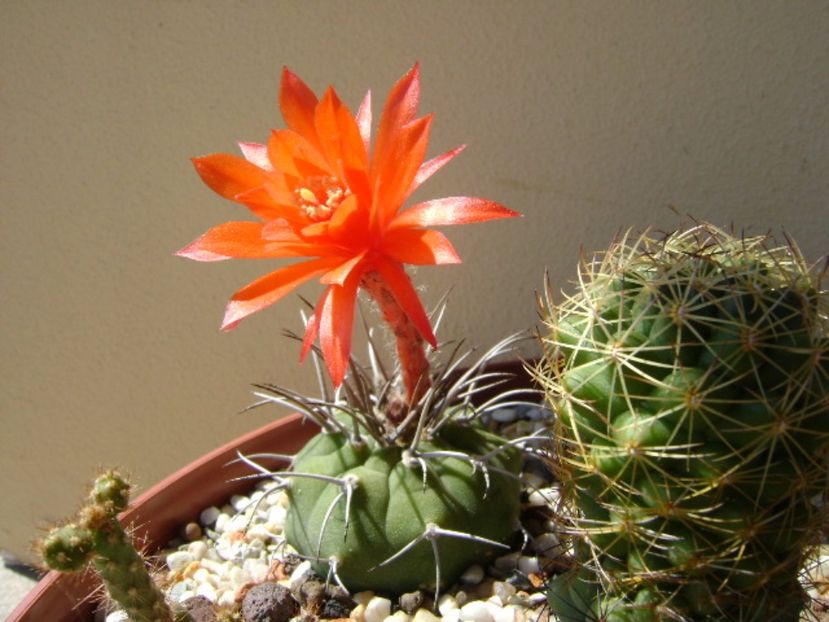 Matucana madisoniorum - Cactusi 2017 final de an
