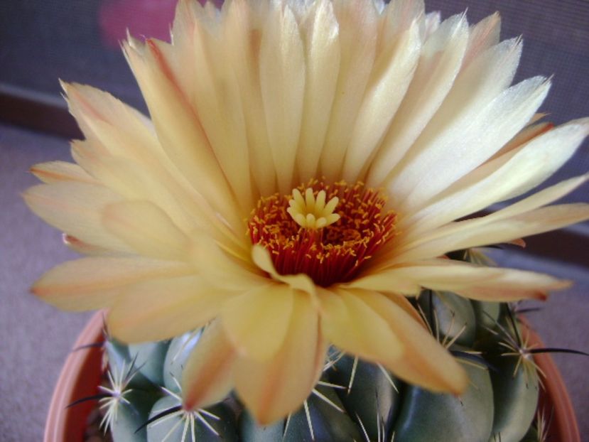 Coryphantha calipensis - Cactusi 2017 final de an