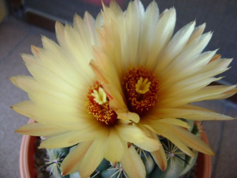 Coryphantha calipensis - Cactusi 2017 final de an