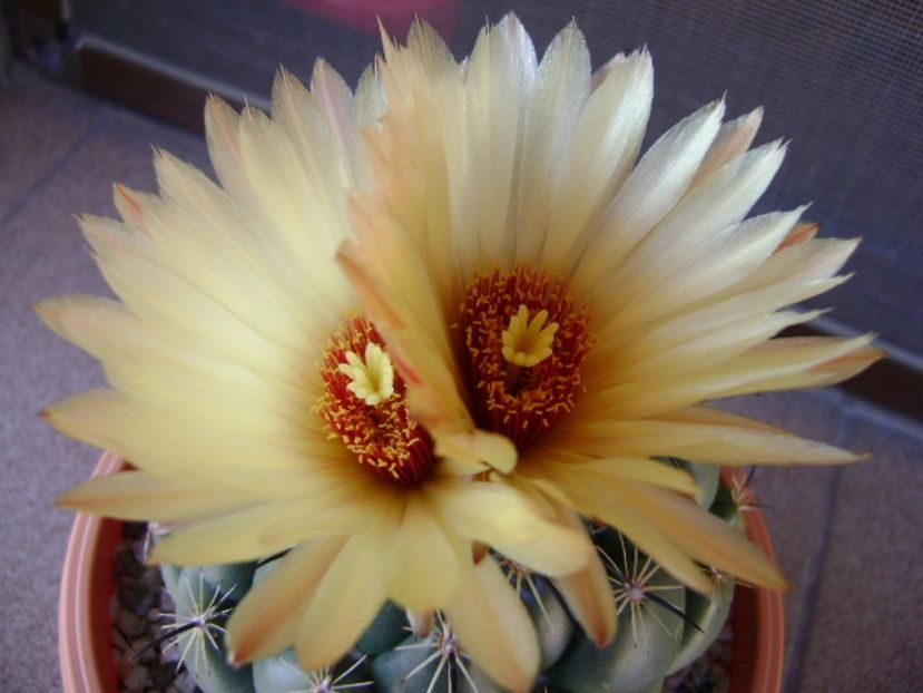 Coryphantha calipensis - Cactusi 2017 final de an