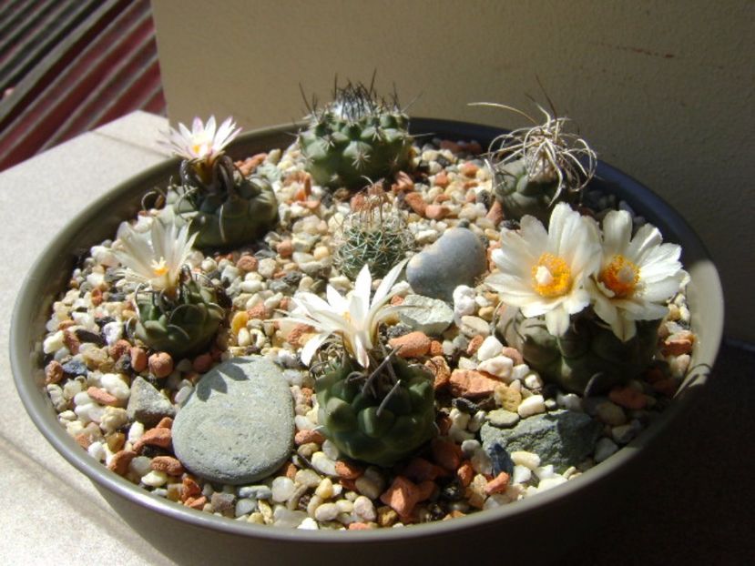 Grup de 7 Turbinicarpus - Cactusi 2017 final de an
