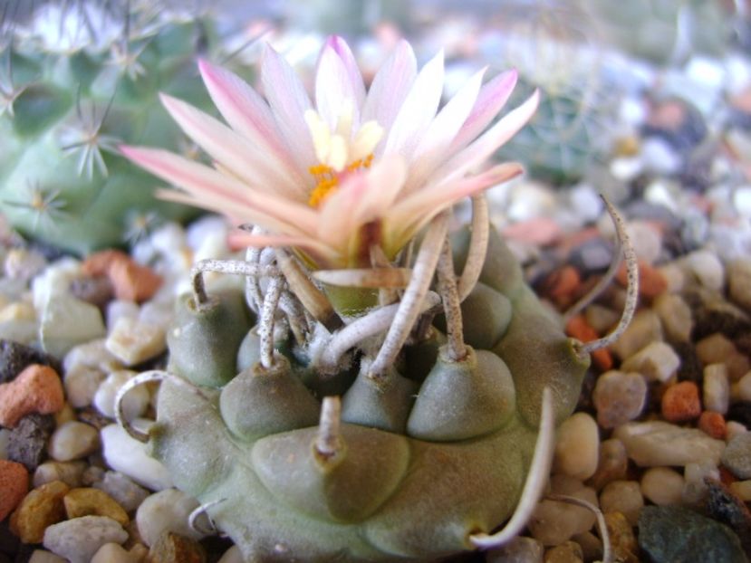 Turbinicarpus schwarzii v. rubriflorus - Cactusi 2017 final de an