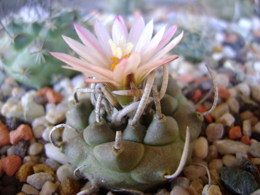 Turbinicarpus schwarzii v. rubriflorus - Cactusi 2017 final de an