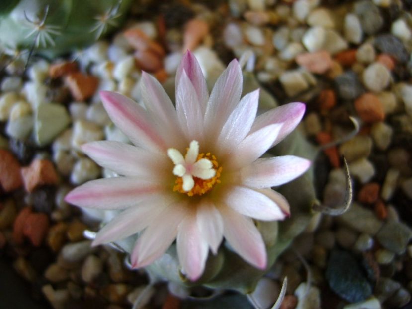 Turbinicarpus schwarzii v. rubriflorus - Cactusi 2017 final de an