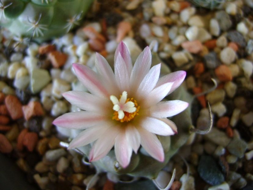 Turbinicarpus schwarzii v. rubriflorus - Cactusi 2017 final de an