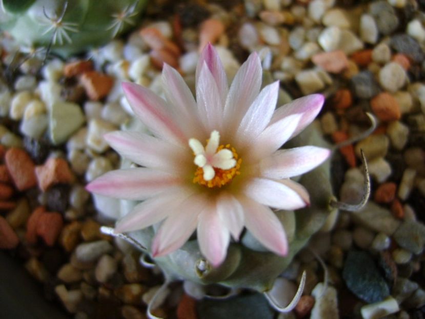 Turbinicarpus schwarzii v. rubriflorus - Cactusi 2017 final de an