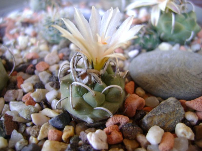Turbinicarpus pachystele - Cactusi 2017 final de an