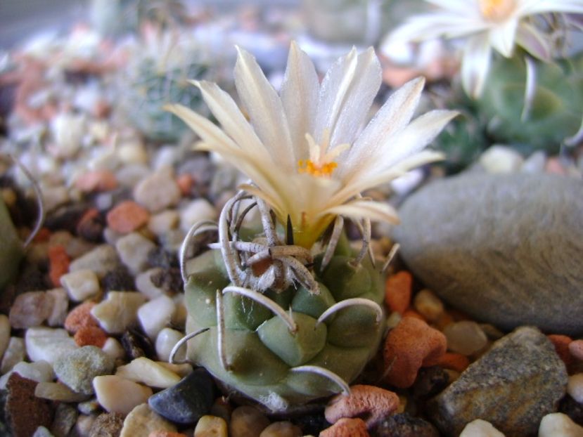 Turbinicarpus pachystele - Cactusi 2017 final de an